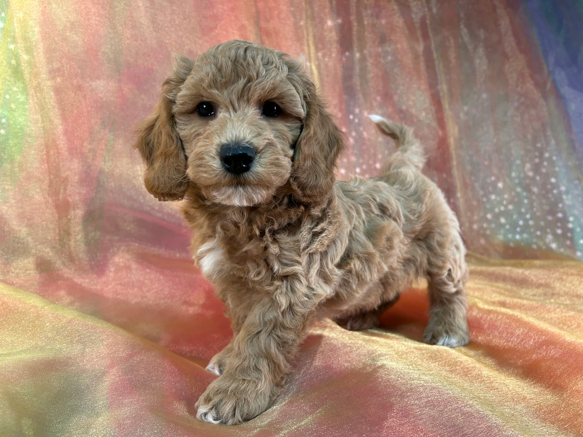 Professionally Bred Bichon Poodle Puppy for Sale DOB 11-6-2024 $950